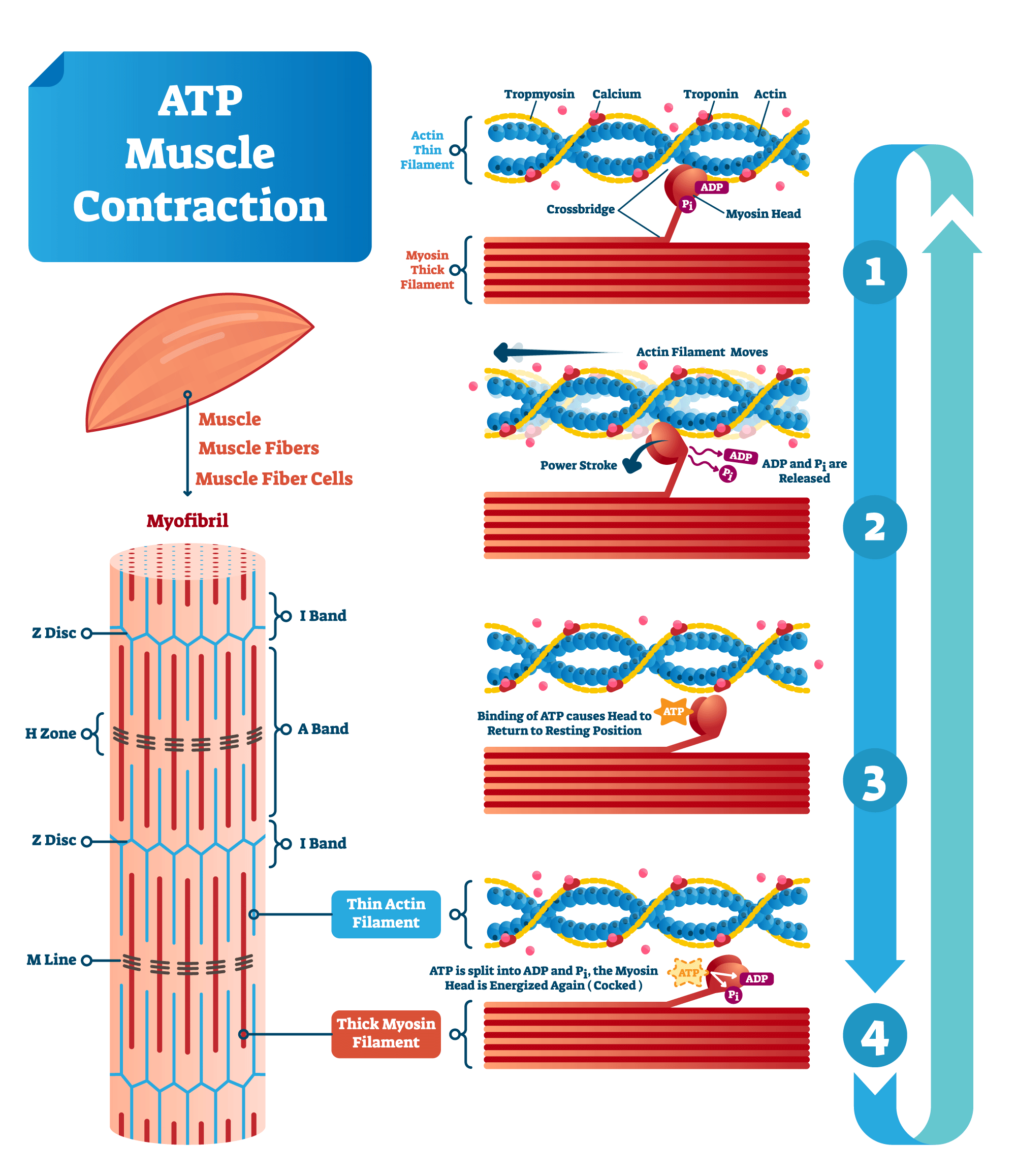 Passive Muscle Contraction Physics Of Muscle Contraction QNER Passive Muscle Contraction Physics Of Muscle Contraction QNER